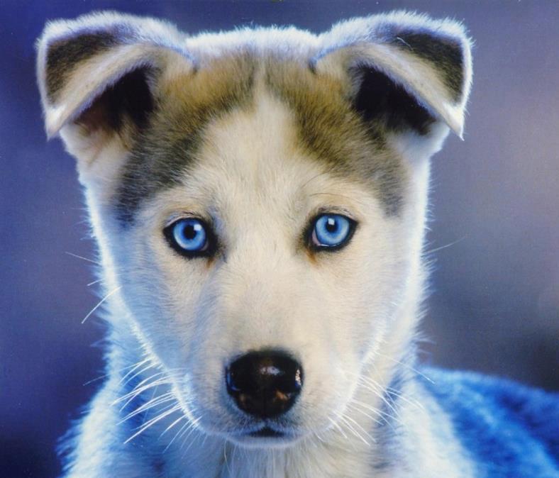 AllCuteDogs